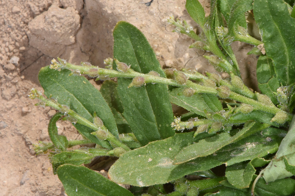 Euclidium syriacum  Euclidium syriacum,Geotagged,Jordan,Spring