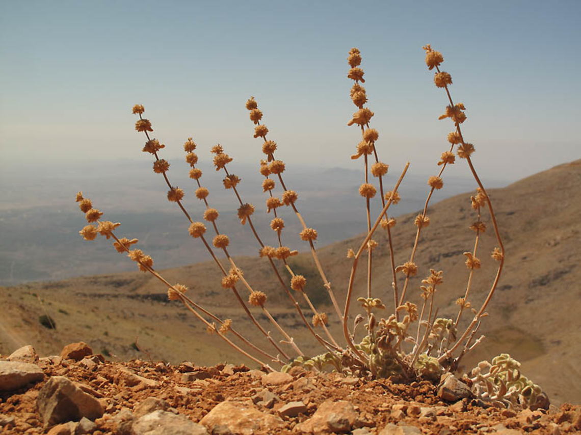 Marrubium cuneatum Mt Hermon, Bolan Valley slopes, 2100m Geotagged,Marrubium cuneatum,Summer