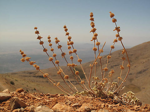 Marrubium cuneatum Mt Hermon, Bolan Valley slopes, 2100m Geotagged,Marrubium cuneatum,Summer