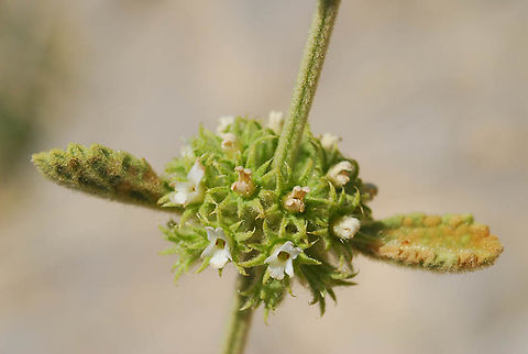 Marrubium cuneatum Mt Hermon, 1600m Geotagged,Marrubium cuneatum,Summer