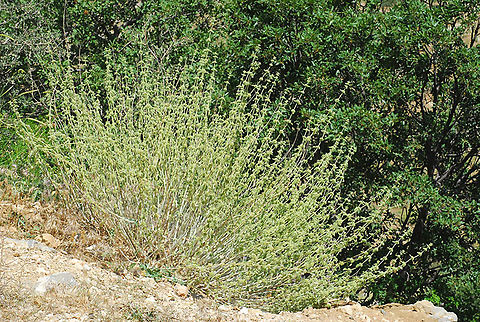 Marrubium cuneatum Mt Hermon, 1600m Geotagged,Marrubium cuneatum,Summer