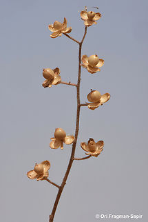 Helianthemum salicifolium  Geotagged,Helianthemum salicifolium,Israel,Spring