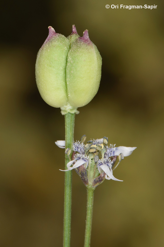 Garidella nigellastrum  Garidella nigellastrum,Geotagged,Israel,Spring