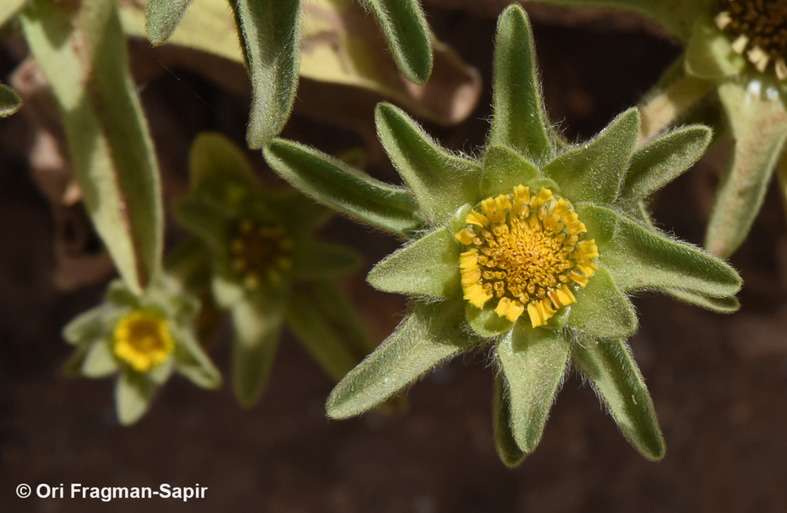 Asteriscus aquaticus  Asteriscus aquaticus,Geotagged,Israel,Spring