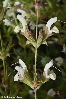 Salvia samuelssonii  Geotagged,Israel,Salvia samuelssonii,Spring