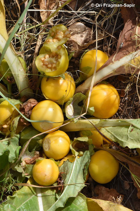 Mandragora autumnalis  Geotagged,Israel,Mandragora autumnalis,Mandrake,Spring