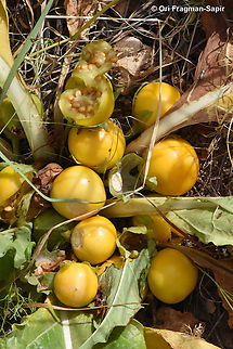 Mandragora autumnalis  Geotagged,Israel,Mandragora autumnalis,Mandrake,Spring
