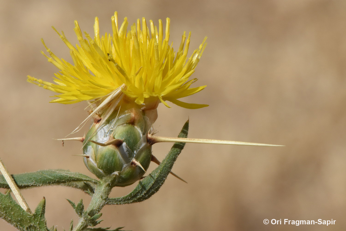 Centaurea hyalolepis  Centaurea hyalolepis,Geotagged,Israel,Spring