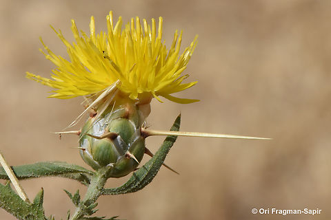 Centaurea hyalolepis  Centaurea hyalolepis,Geotagged,Israel,Spring
