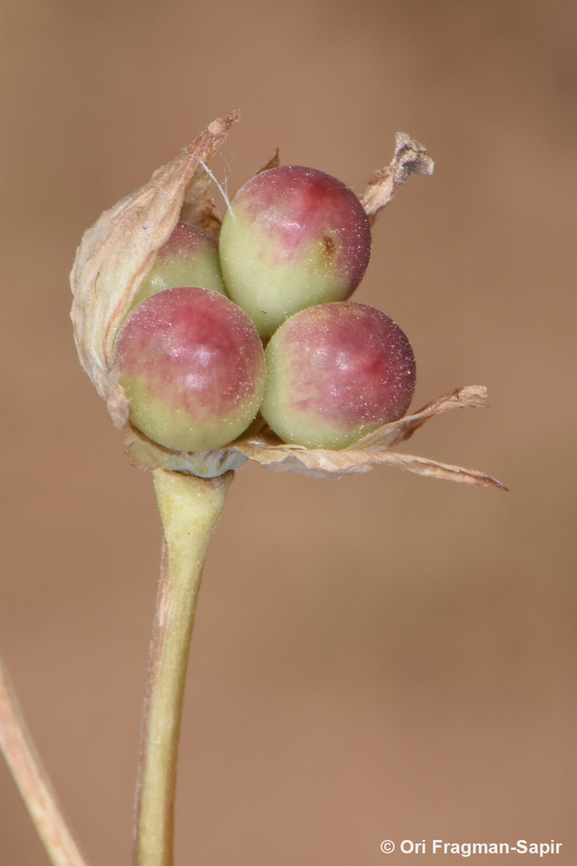Bongardia chrysogonum  Bongardia,Bongardia chrysogonum,Geotagged,Israel,Spring