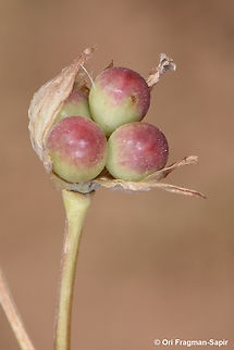 Bongardia chrysogonum  Bongardia,Bongardia chrysogonum,Geotagged,Israel,Spring