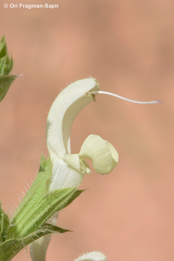 Salvia samuelssonii  Geotagged,Israel,Salvia samuelssonii,Spring
