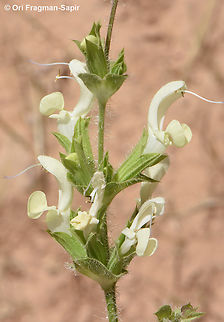 Salvia samuelssonii  Geotagged,Israel,Salvia samuelssonii,Spring