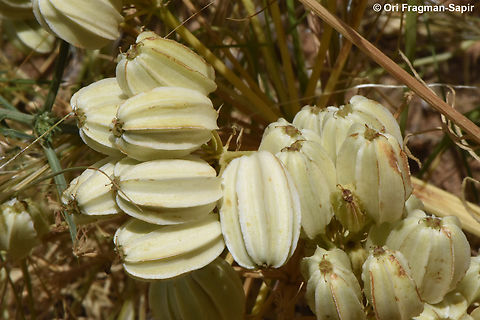 Prangos ferulacea  Geotagged,Israel,Prangos ferulacea,Spring