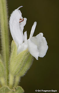 Salvia syriaca  Geotagged,Israel,Salvia syriaca,Spring