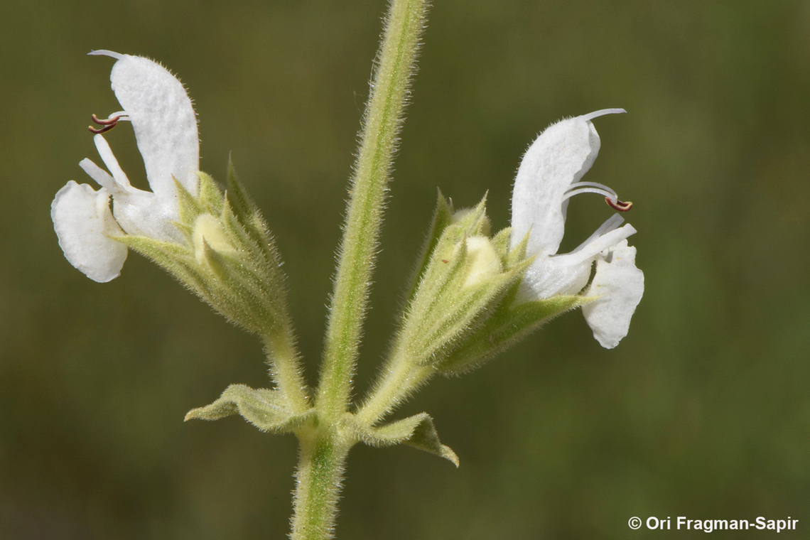 Salvia syriaca  Geotagged,Israel,Salvia syriaca,Spring