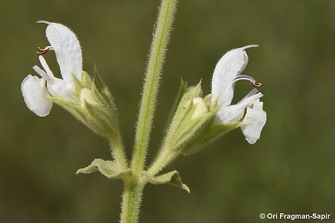 Salvia syriaca  Geotagged,Israel,Salvia syriaca,Spring