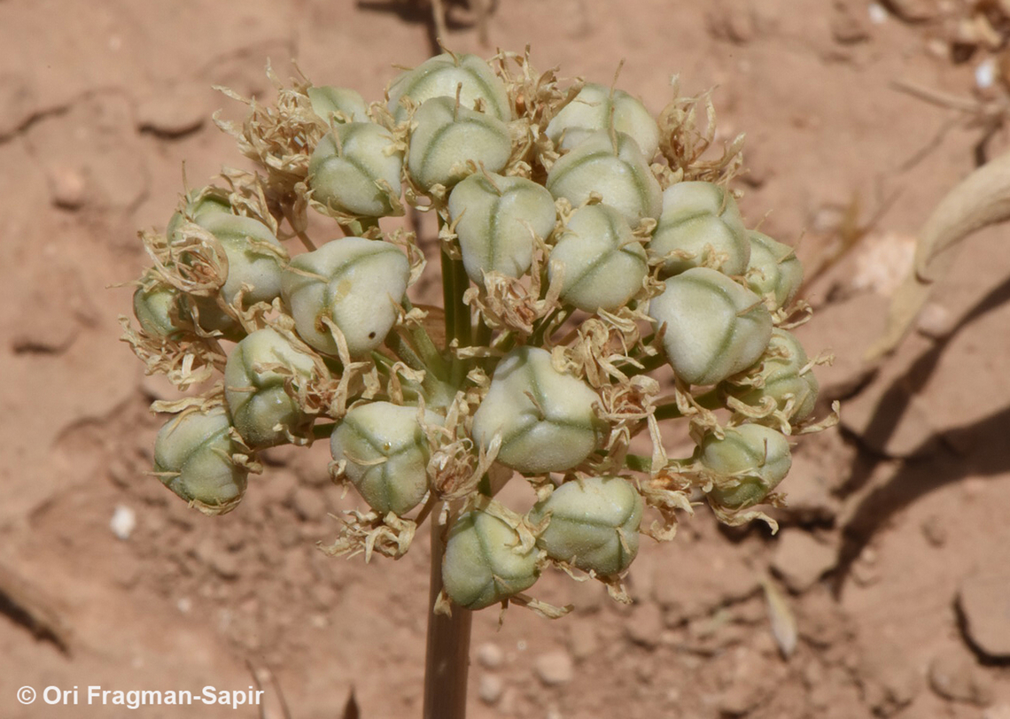 Allium israeliticum  Allium israeliticum,Geotagged,Israel,Spring