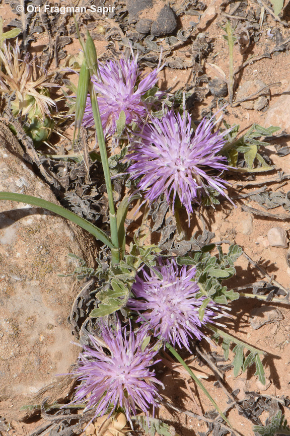 Serratula pusilla  Geotagged,Israel,Klasea pusilla,Spring