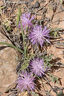 Serratula pusilla  Geotagged,Israel,Klasea pusilla,Spring