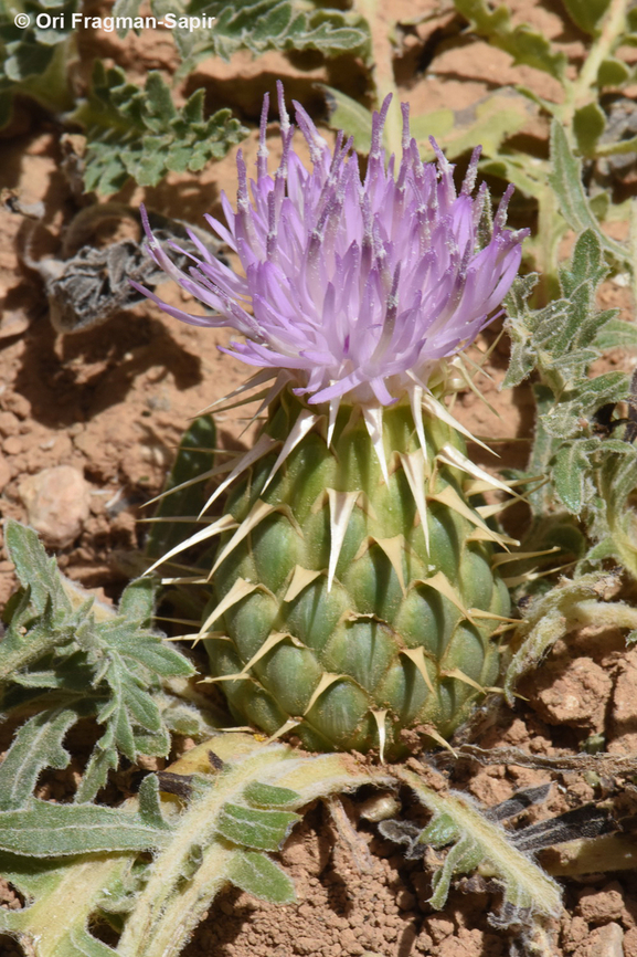 Serratula pusilla  Geotagged,Israel,Klasea pusilla,Spring