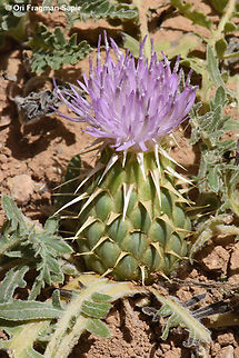Serratula pusilla  Geotagged,Israel,Klasea pusilla,Spring