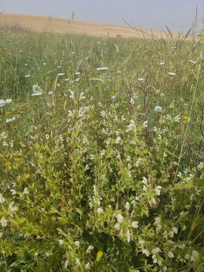 20220425_091510_resize  Geotagged,Israel,Spring