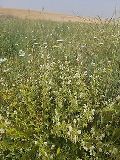 20220425_091510_resize  Geotagged,Israel,Spring