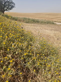 Centaurea hyalolepis  Centaurea hyalolepis,Geotagged,Israel,Spring