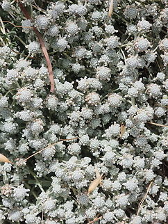Teucrium capitatum  Geotagged,Israel,Spring,Teucrium capitatum