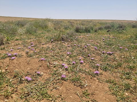 Klasea pusilla  Geotagged,Israel,Klasea pusilla,Spring