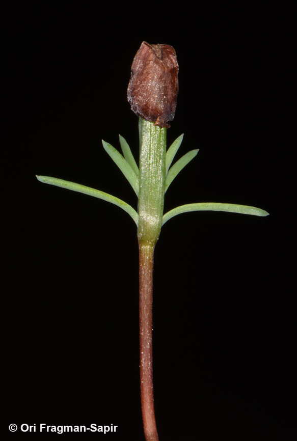 Cupressus sempervirens  Cupressus sempervirens,Mediterranean cypress