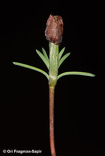 Cupressus sempervirens  Cupressus sempervirens,Mediterranean cypress