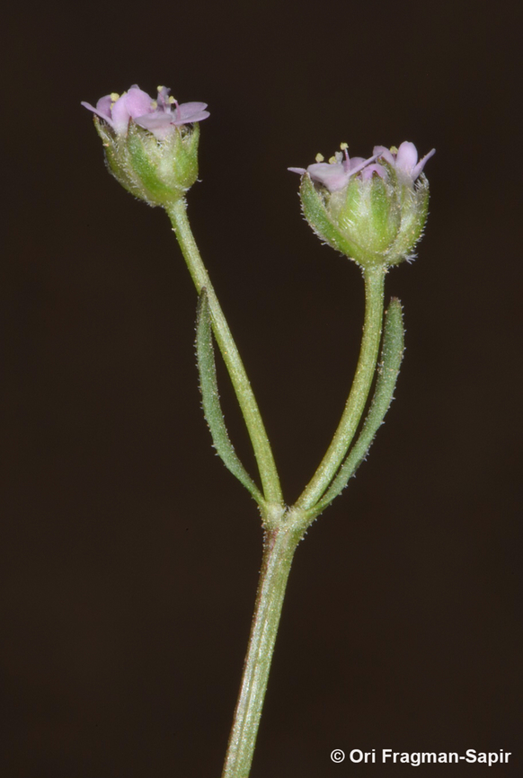 Valerianella obtusiloba  Valerianella obtusiloba