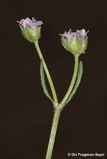 Valerianella obtusiloba  Valerianella obtusiloba