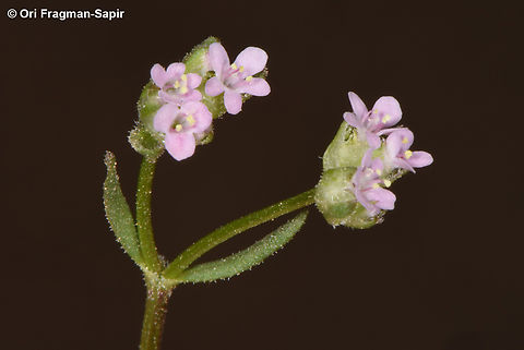 Valerianella obtusiloba  Valerianella obtusiloba
