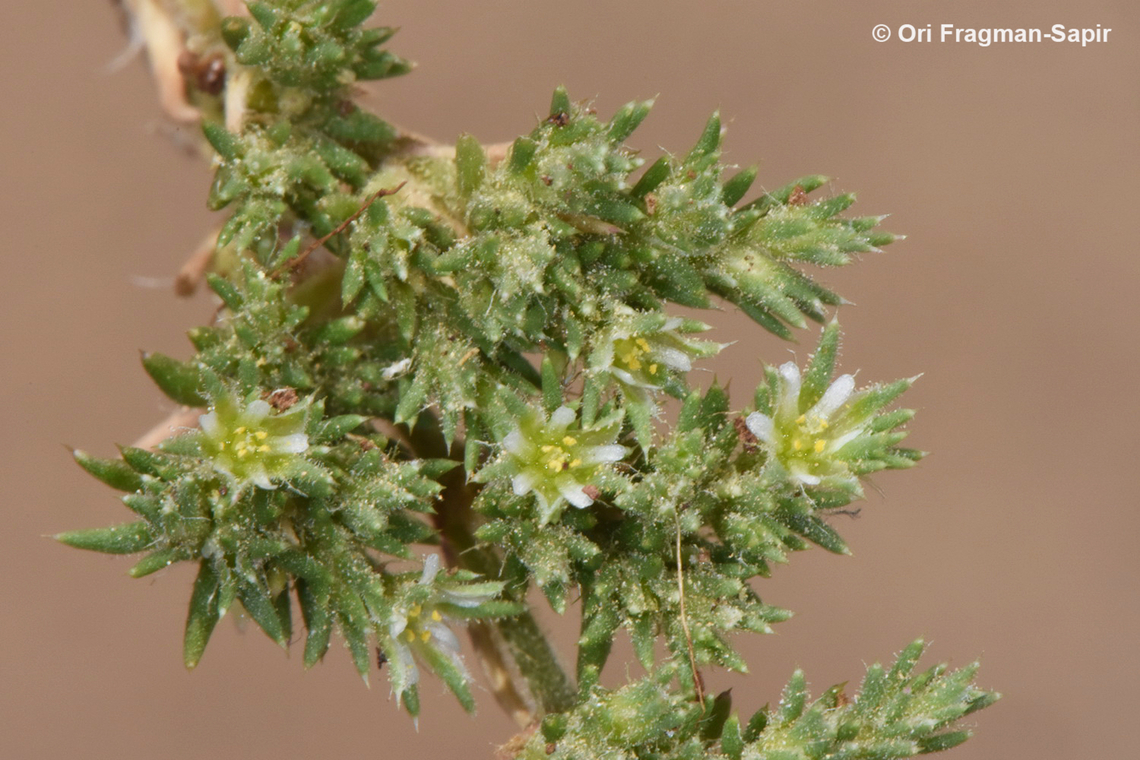 Loeflingia hispanica  Loeflingia hispanica
