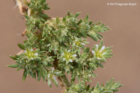Loeflingia hispanica  Loeflingia hispanica