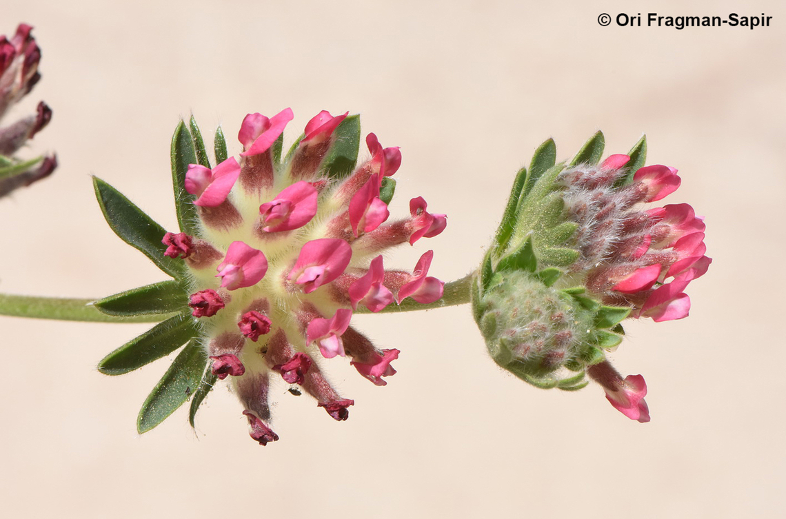 Anthyllis vulneraria ssp rubriflora  Anthyllis vulneraria,Common Kidneyvetch