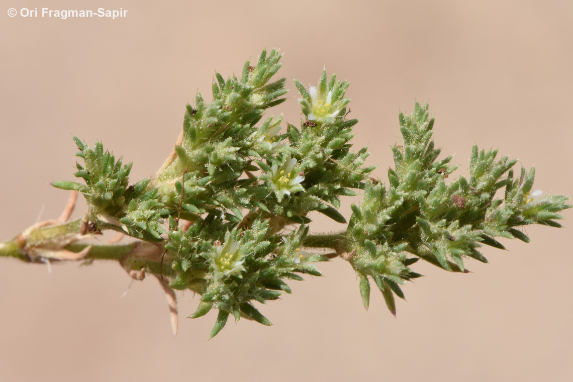 Loeflingia hispanica  Loeflingia hispanica