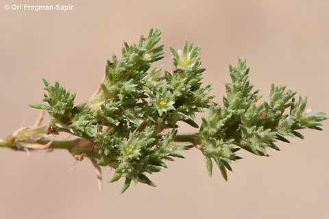 Loeflingia hispanica  Loeflingia hispanica