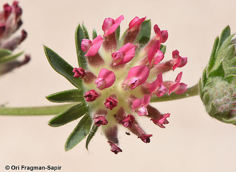 Anthyllis vulneraria ssp rubriflora  Anthyllis vulneraria,Common Kidneyvetch