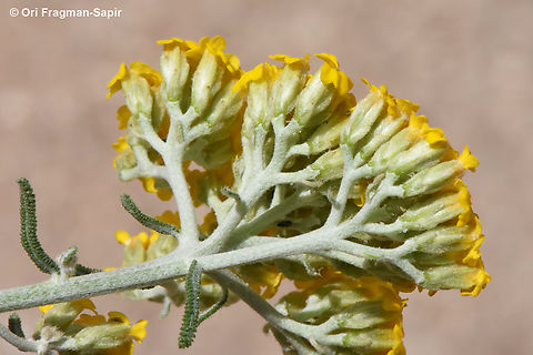 Achillea aleppica  Achillea aleppica