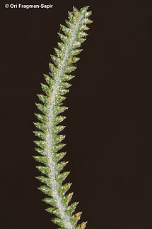 Achillea aleppica  Achillea aleppica