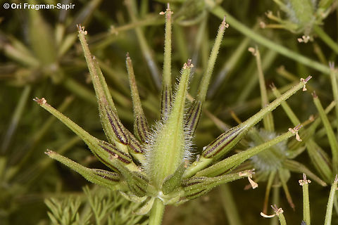 Scandix palaestina  Scandix palaestina