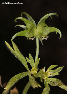Ranunculus pinardii  Ranunculus pinardii