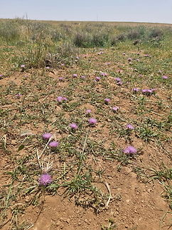 Serratula pusilla  Geotagged,Israel,Klasea pusilla,Spring