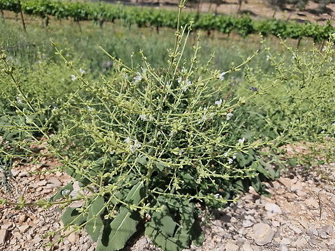Salvia syriaca  Geotagged,Israel,Salvia syriaca,Spring