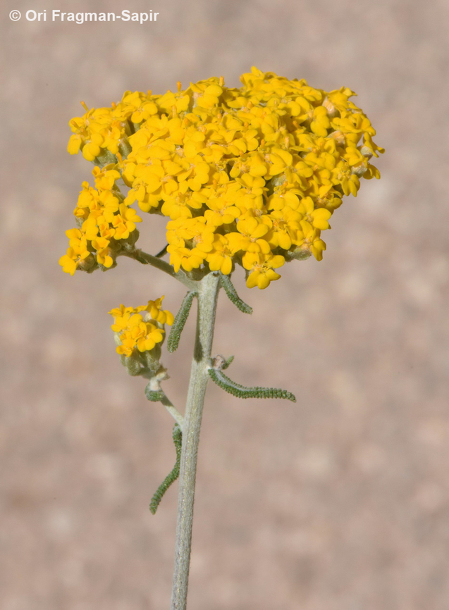 Achillea aleppica  Achillea aleppica