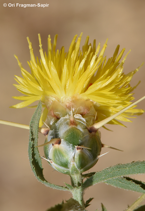 Centaurea hyalolepis  Centaurea hyalolepis,Geotagged,Israel,Spring